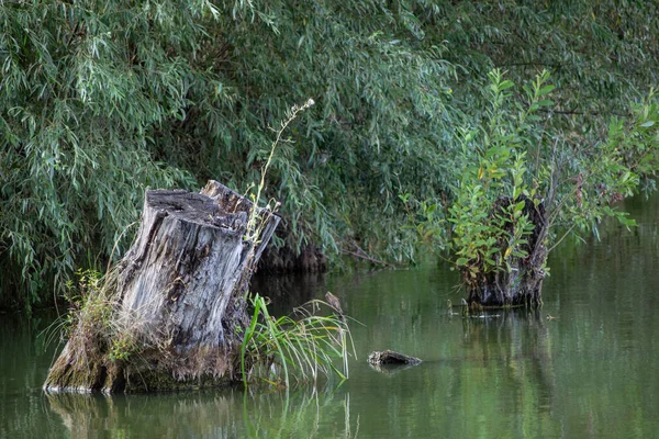 Yazın gölde kütük.