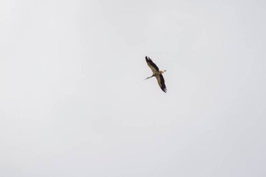 Gökyüzünde bir kuş uçuyor.