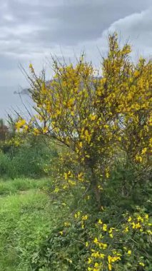 Önplanda dalgalar, burunlar ve sarı kır çiçekleri ile karamsar deniz manzarası