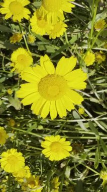 Güneşli çimenlerde büyüyen sarı papatya çiçekleri.