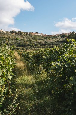 Üzüm bağları ve zeytinlikler parlak mavi gökyüzünün altında tarihi bir yamaç köyünün altında