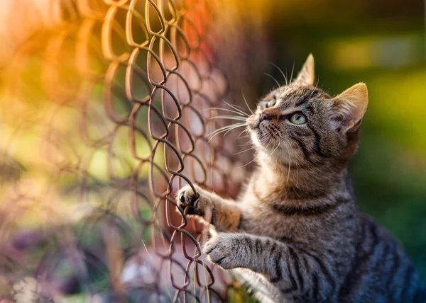Domestic cat predator — Stock Photo, Image