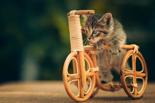 Cat baby cyclist — Stock Photo, Image