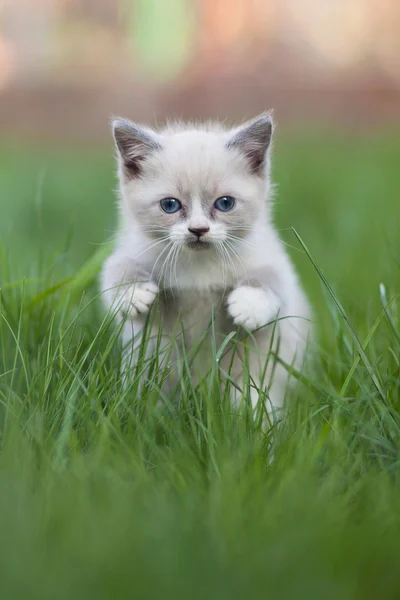 Kedi çimenlerde yürüyor.