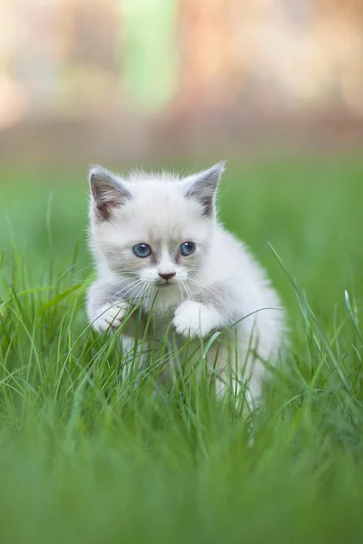 Kedi çimenlerde yürüyor.
