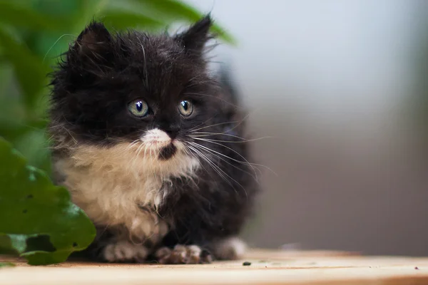 yağmur sonra küçük kedi
