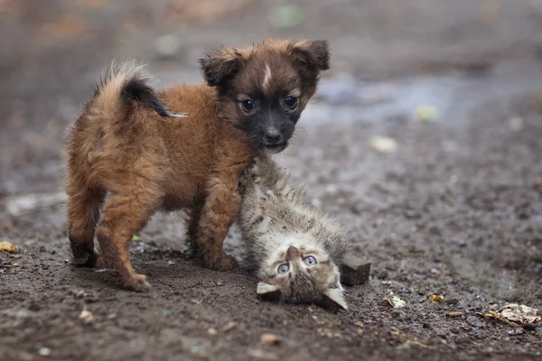 kedi ve köpek arkadaş