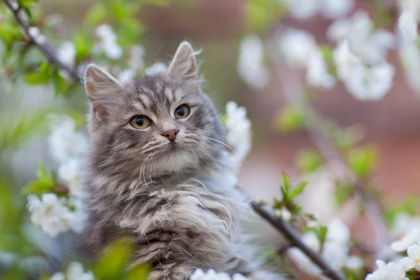 Spring kitty honey — Stock Photo, Image