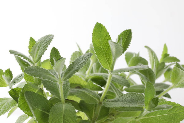 крупный план зеленых листьев мяты на белом фоне