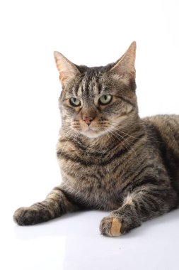 Beyaz arka planda yatan sevimli tekir kedi.