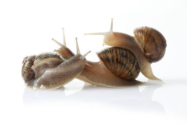 Beyaz arkaplanda izole edilmiş salyangoz