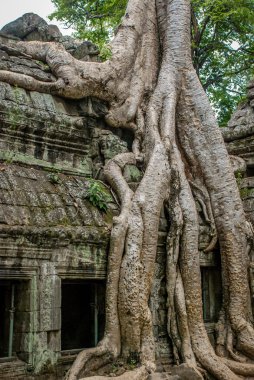 Ağaç ve Angkor Wat kalıntıları üzerinde büyüyen kökleri