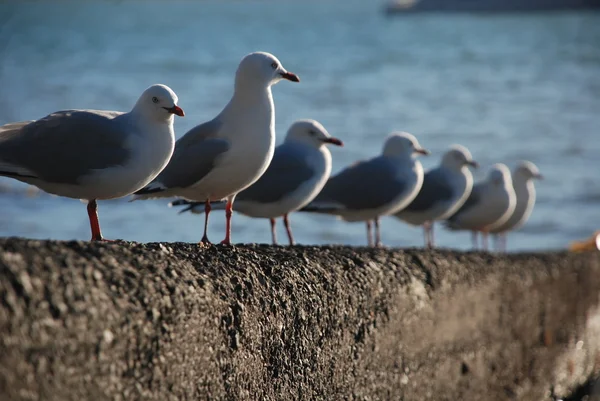 Gaviotas en línea en Akaroa, Nueva Zelanda — Foto de Stock