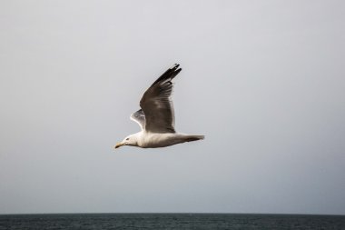 okyanus üzerinde uçan martı