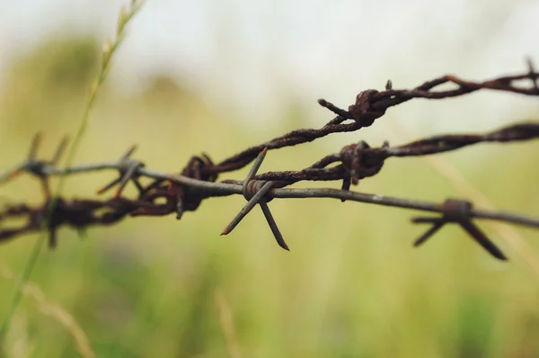 Zardzewiały drut kolczasty, ukryty w trawie — Zdjęcie stockowe