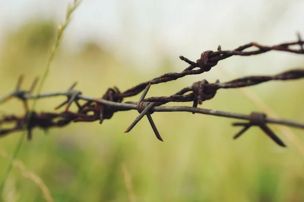 Fil barbelé rouillé caché dans une herbe — Photo