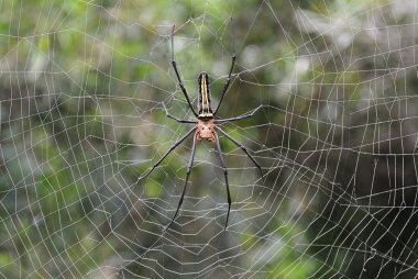 Örümcek ağındaki yeşil arka planı olan örümcek.