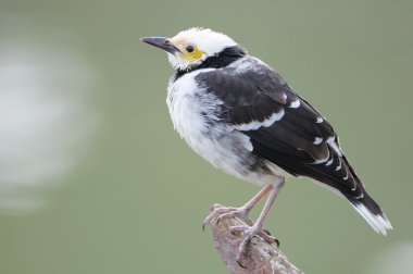 Dalda duran siyah yakalı Starling kuşu (Sturnus nigricollis)