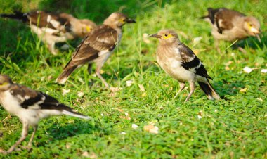 çimenlerin üzerinde duran siyah yakalı sığırcık kuşu (Sturnus nigricollis)