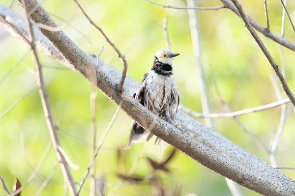 黑颈星鸟（Sturnus nigricollis）站在树枝上 — 图库照片