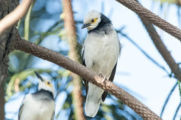 Pássaro Starling de colarinho preto (Sturnus nigricollis) em pé no ramo — Fotografia de Stock