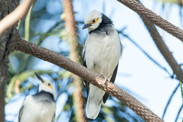 Dalda duran siyah yakalı Starling kuşu (Sturnus nigricollis) — Stok fotoğraf