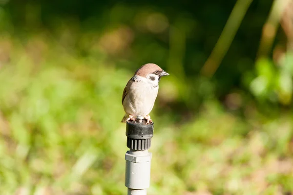Sparrow empoleirado em um ramo — Fotografia de Stock
