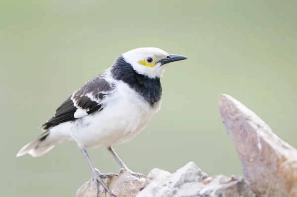 Черная воротничковая птица Старлинг (Sturnus nigricollis) стоит на ветке — стоковое фото