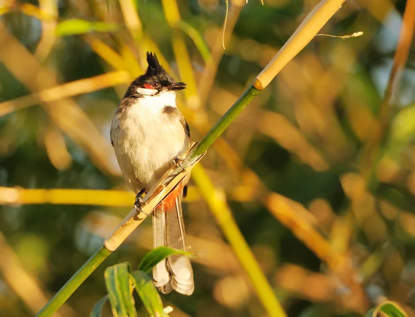 Un Bulbul rojo batido encaramado en una rama de árbol con hojas verdes —  Fotos de Stock