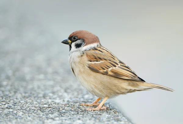 Sparrow uppflugna på en gren — Stockfoto