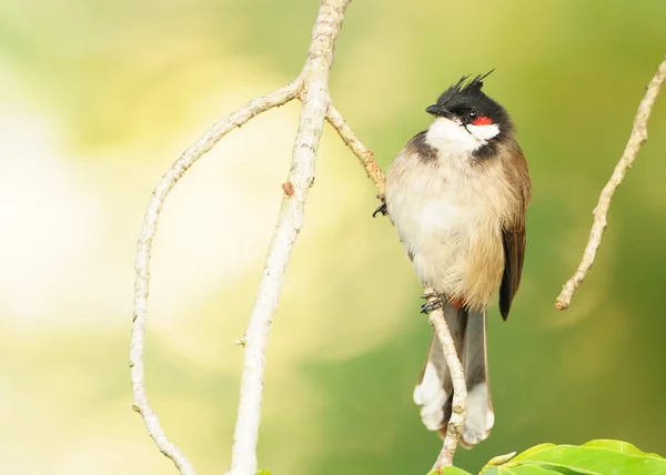 Un Bulbul dai baffi rossi appollaiato su un ramo d'albero con foglie verdi — Foto Stock