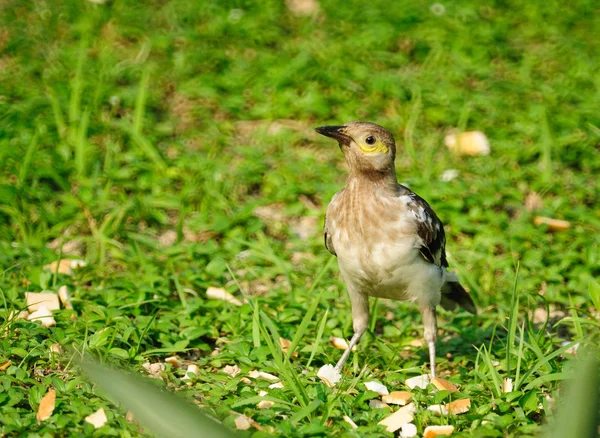黑领椋鸟 (椋 nigricollis) 站在草地上 — 图库照片