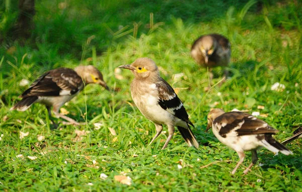 Çimenlerin üzerinde duran siyah yakalı sığırcık kuşu (Sturnus nigricollis) — Stok fotoğraf