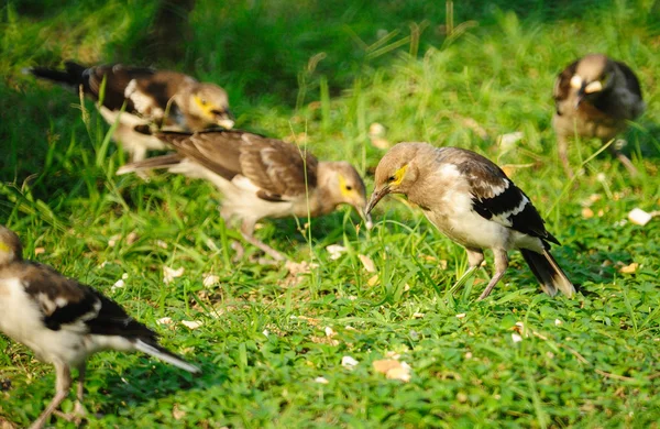 Çimenlerin üzerinde duran siyah yakalı sığırcık kuşu (Sturnus nigricollis) — Stok fotoğraf