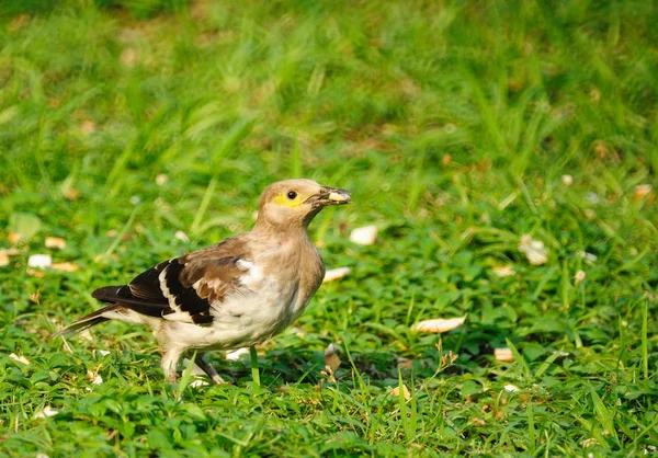 Черношейная птица Старлинг (Sturnus nigricollis), стоящая на траве — стоковое фото