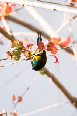 Bir ağaç dalı yeşil yaprakları ile tünemiş çatal kuyruklu Sunbird