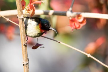 Bir ağaç dalı yeşil yaprakları ile tünemiş çatal kuyruklu Sunbird