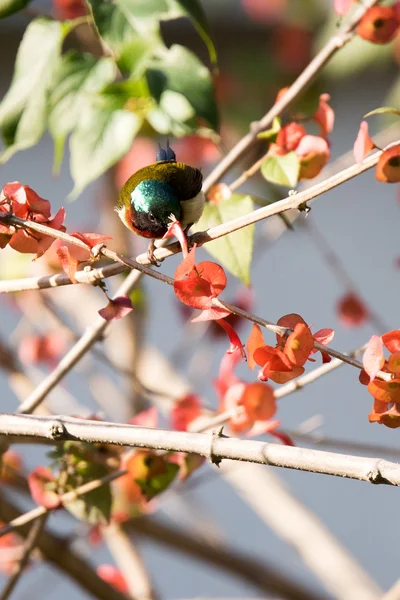 叉尾太阳鸟栖息在绿色的叶子的树枝上 — 图库照片