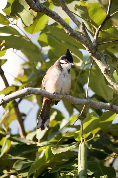 Červená vousatý Bulbul na větev stromu se zelenými listy — Stock fotografie