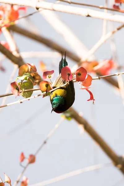 Sunbird à queue fourchue perché sur une branche d'arbre aux feuilles vertes Images De Stock Libres De Droits