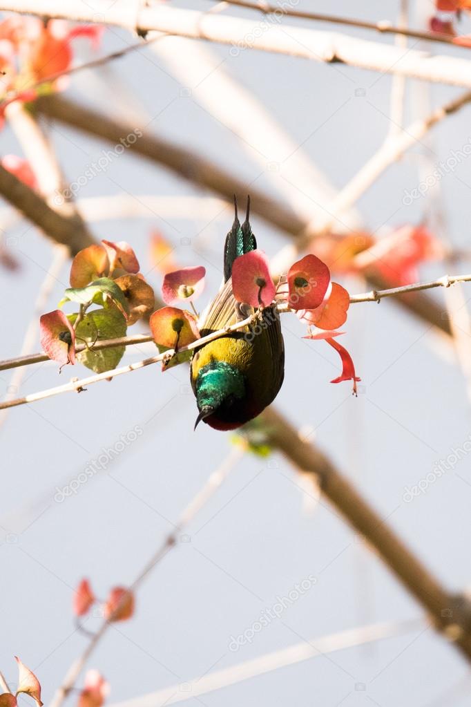 Fork-tailed Sunbird perched on a tree branch with green leaves