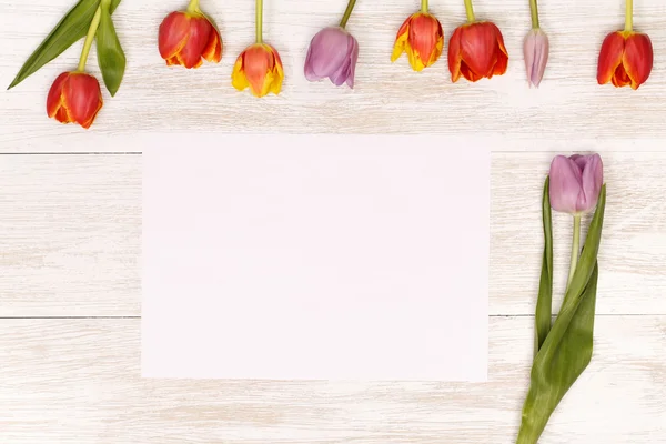Святкові тюльпани для вітальної листівки — стокове фото