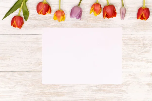 Festive tulips  for greeting card — 图库照片