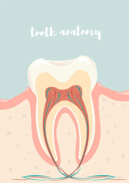 Anatomische structuur van tand — Stockvector