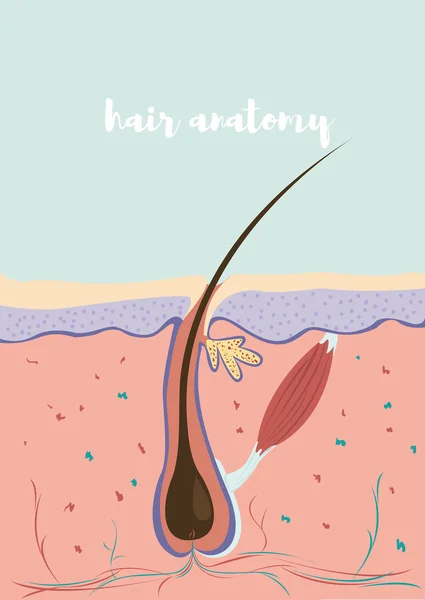 Estructura anatómica del cabello — Vector de stock