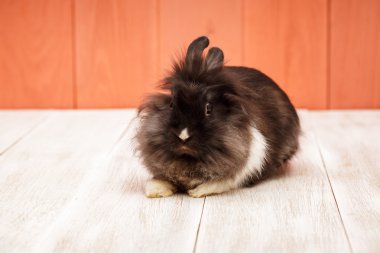 Ahşap zemin üzerinde tüylü tavşan