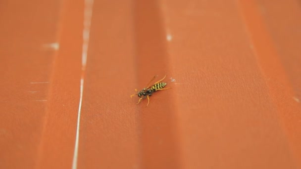 Wasp HD climbs on roof Royalty Free Stock Footage
