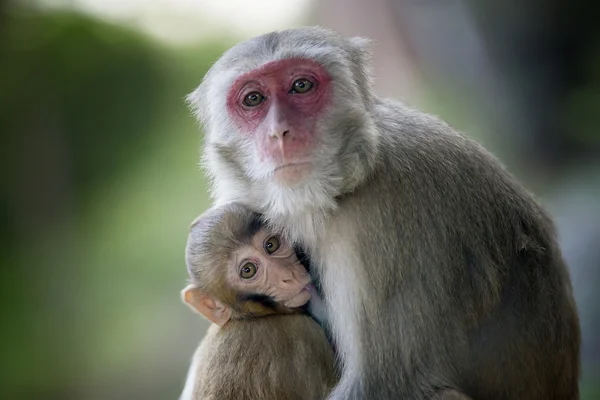 Aap met een baby haar borsten zuigen — Stockfoto