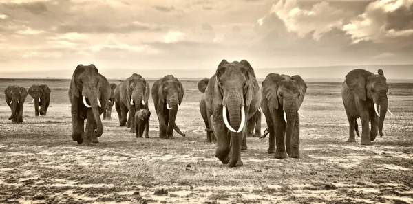 Manada de elefantes caminhando na savana africana — Fotografia de Stock