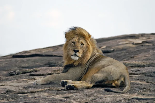 Deitado em um leão de rocha na Reserva Masai Mara no Quênia — Fotografia de Stock